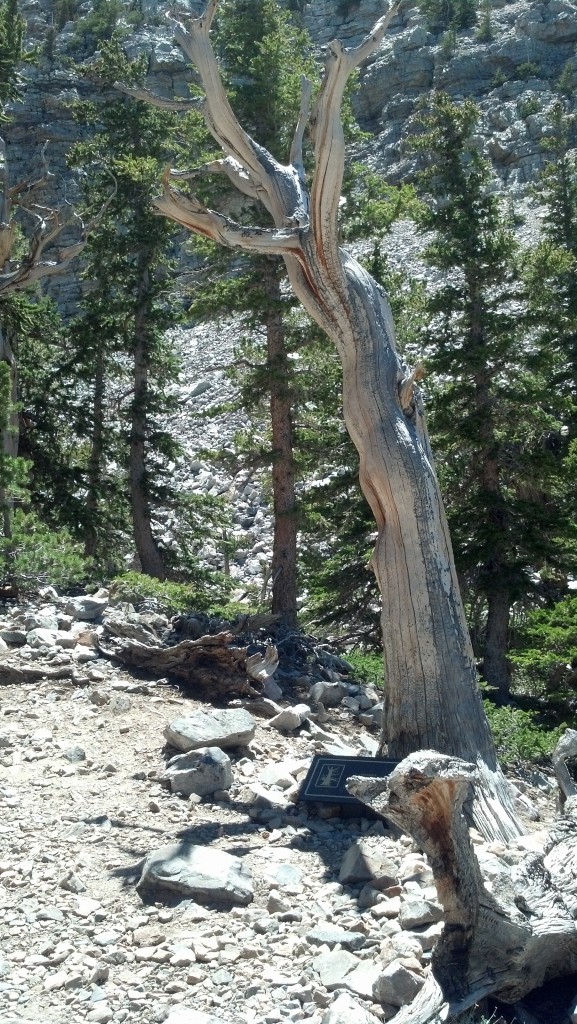 This tree died around 1400 A.D. but it still stands because bristlecone pine are largely resistant to decay. (Photo by Michael E. Grass)